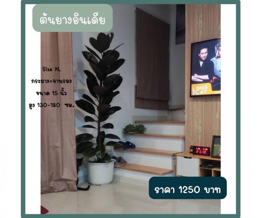 Size XL กระถาง-จานรอง ขนาด 15 นิ้ว สูง 120-180 ซม.