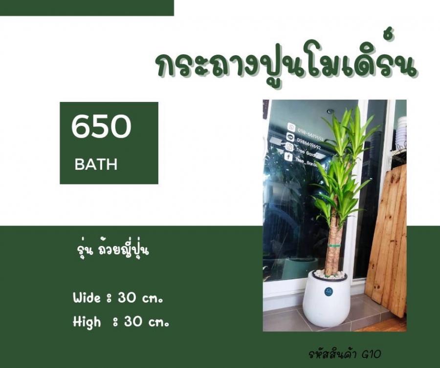 รุ่น ถ้วยญี่ปุ่น