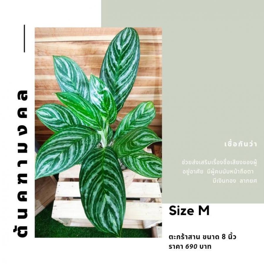 Size M ตะกร้าสาน ขนาด 8 นิ้ว 