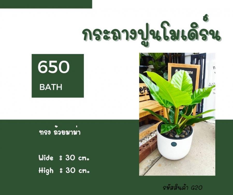 ทรงถ้วยมาม่า