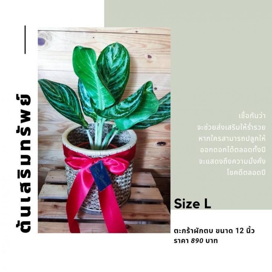 Size L ตะกร้าผักตบ ขนาด 12 นิ้ว