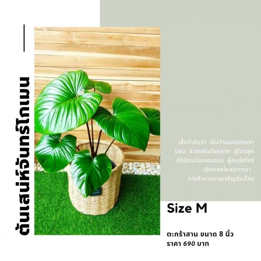 Size M ตะกร้าสาน ขนาด 8 นิ้ว