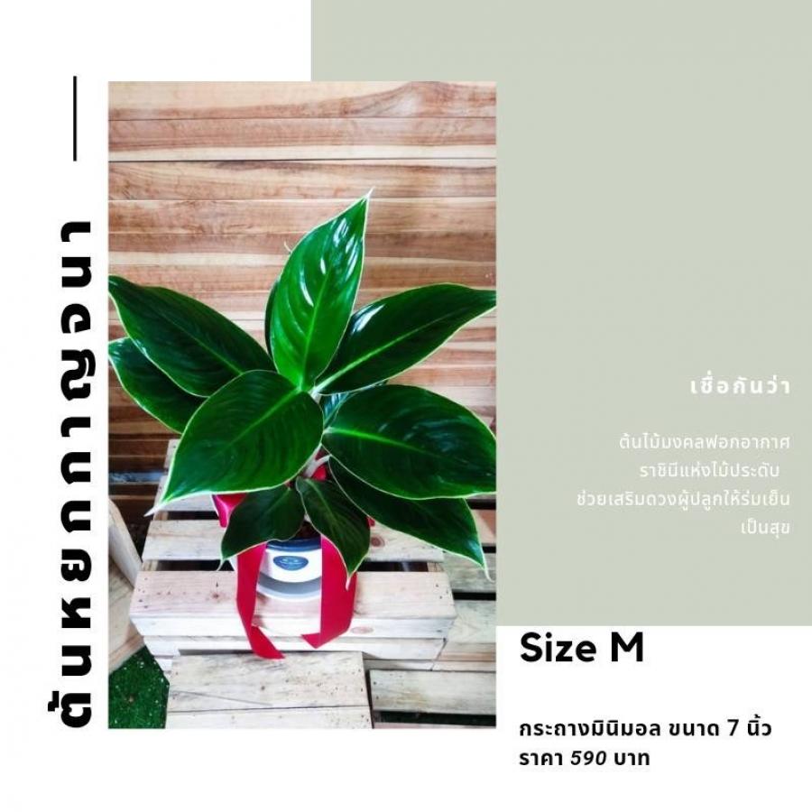 Size M กระถางมินิมอล ขนาด 7 นิ้ว 