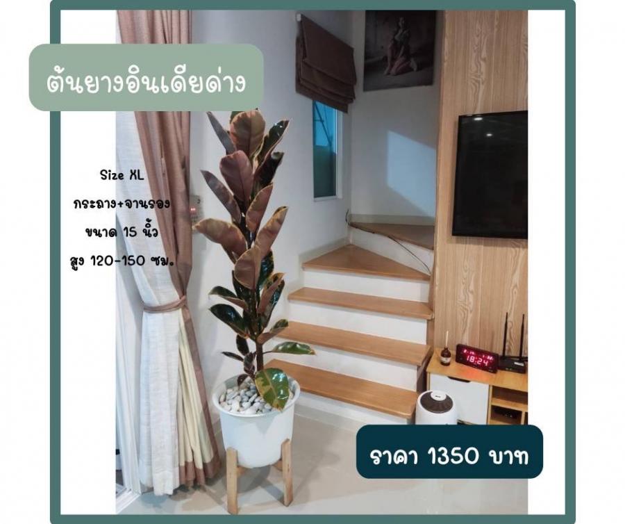 Size XL กระถาง+จานรอง ขนาด 15 นิ้ว สูง 120-150 ซม.