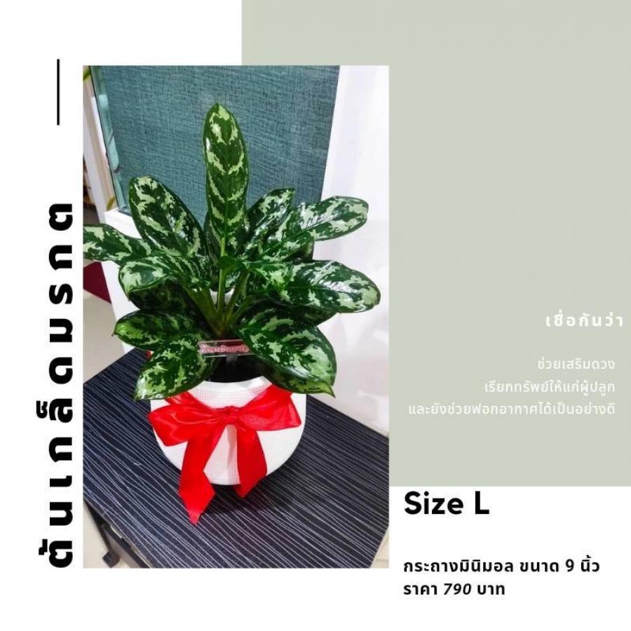 Size L กระถางมินิมอล ขนาด 9 นิ้ว
