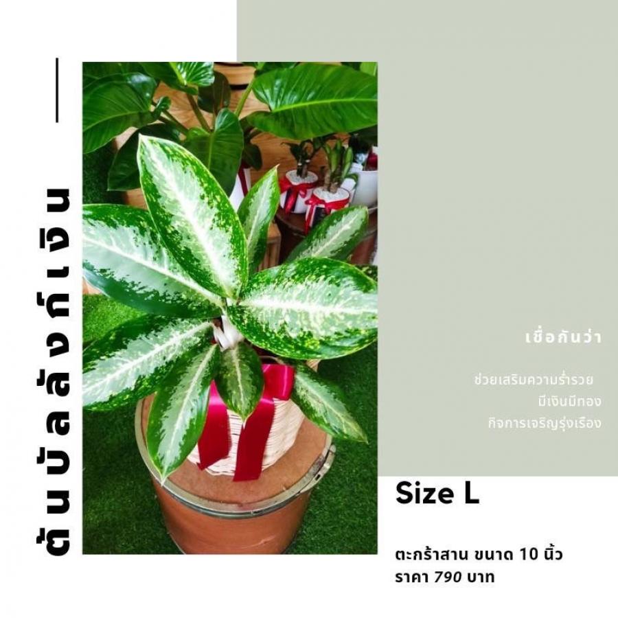 Size L ตะกร้าสาน ขนาด 10 นิ้ว 