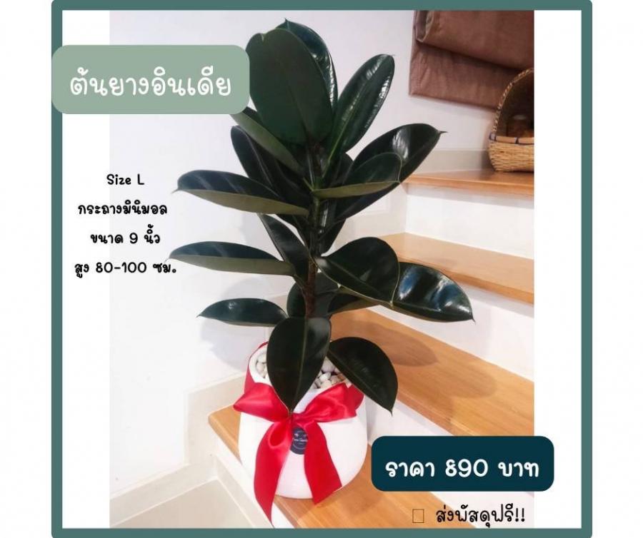 Size L กระถางมินิมอล ขนาด 9 นิ้ว